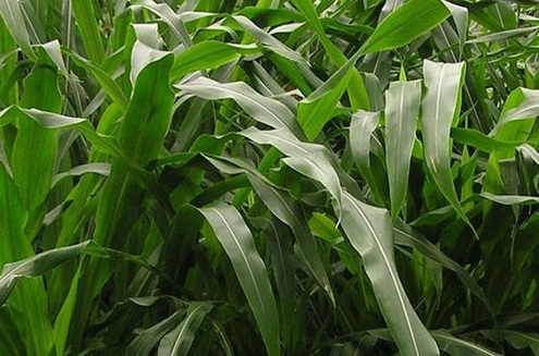 1626702940237226.jpg image.jpg