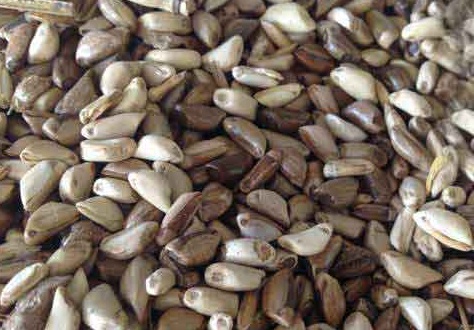 1626703069168919.jpg image.jpg