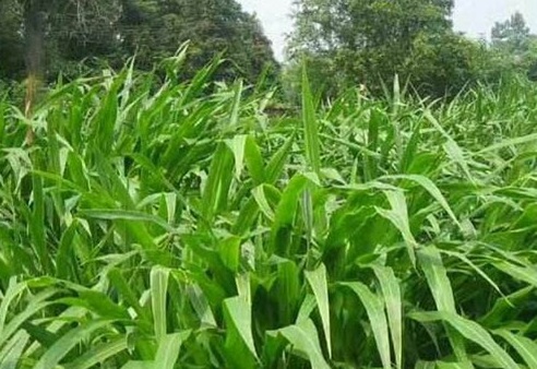 1626703304737404.jpg image.jpg