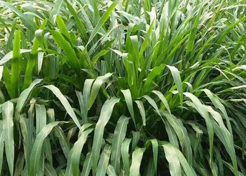 1626703316556607.jpg image.jpg