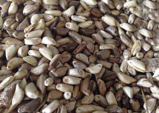 1626703620762065.jpg image.jpg