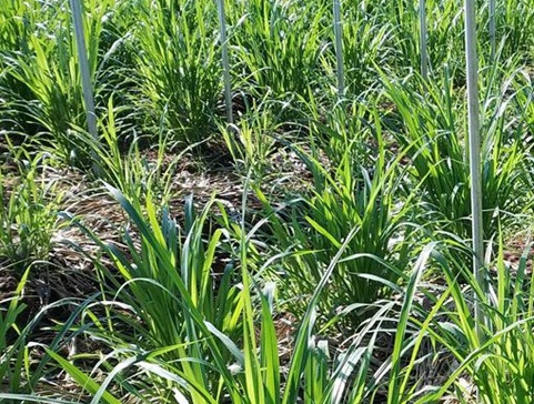 1626868551599024.jpg image.jpg