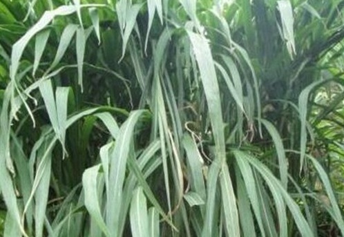 1626868565548608.jpg image.jpg