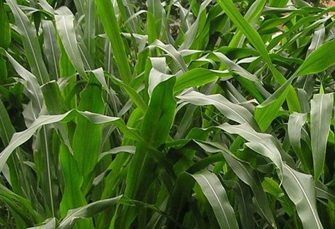 1626869780511985.jpg image.jpg