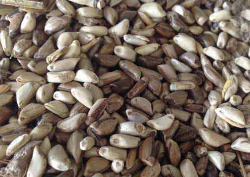 1626869788244055.jpg image.jpg