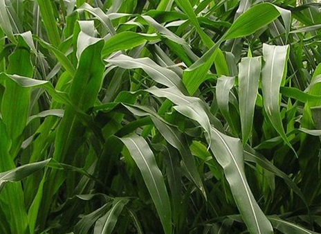 1626869815423246.jpg image.jpg