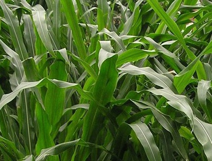 1626870318767477.jpg image.jpg