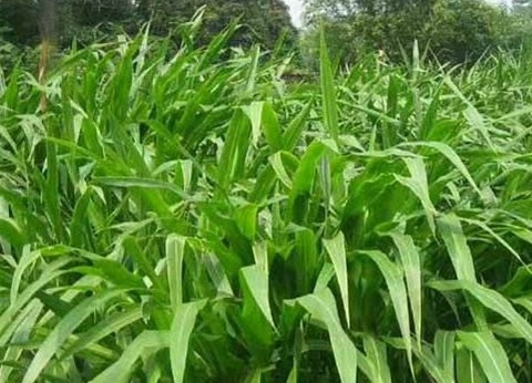 1626870326365142.jpg image.jpg