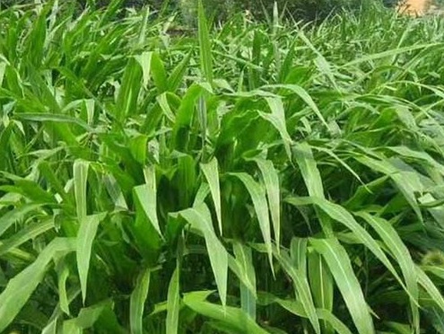 1626957255983875.jpg image.jpg