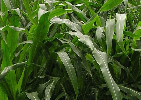 1626957359565892.jpg image.jpg