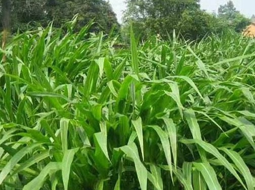 1626957367233698.jpg image.jpg