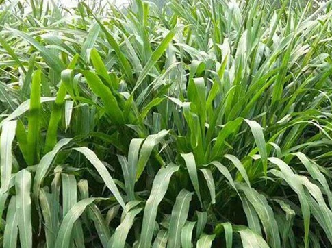 1626957375536209.jpg image.jpg