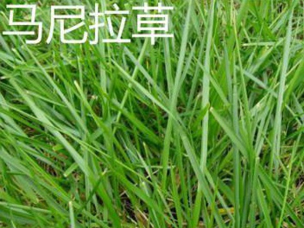 草坪常見品種——你知道的有幾種？