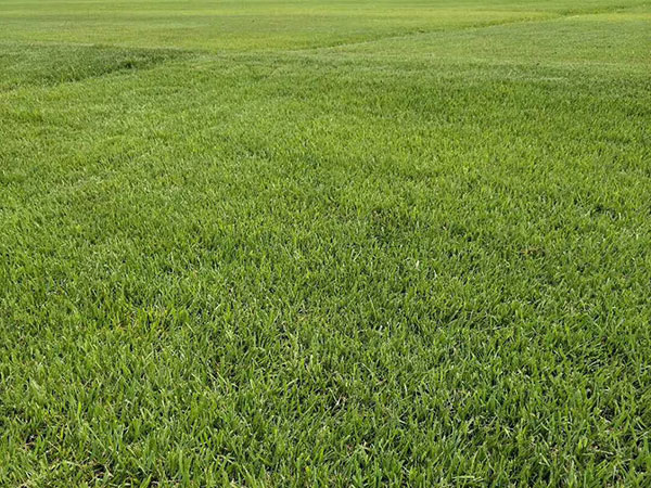 結(jié)縷草草坪圖片