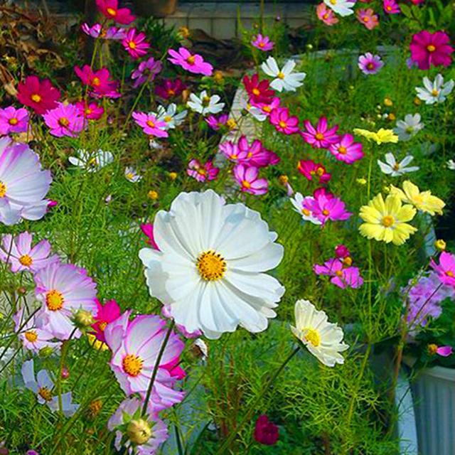 這些易養耐熱的草花品種,讓你的夏季花園更出彩!