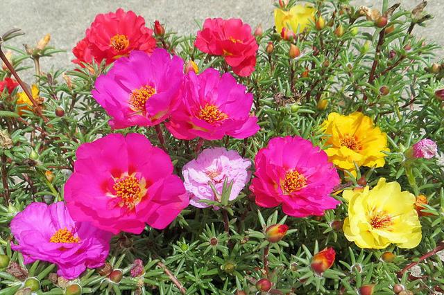 這些易養耐熱的草花品種,讓你的夏季花園更出彩!