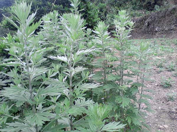 艾草種子發芽出苗圖片 艾草種子發芽出苗圖片