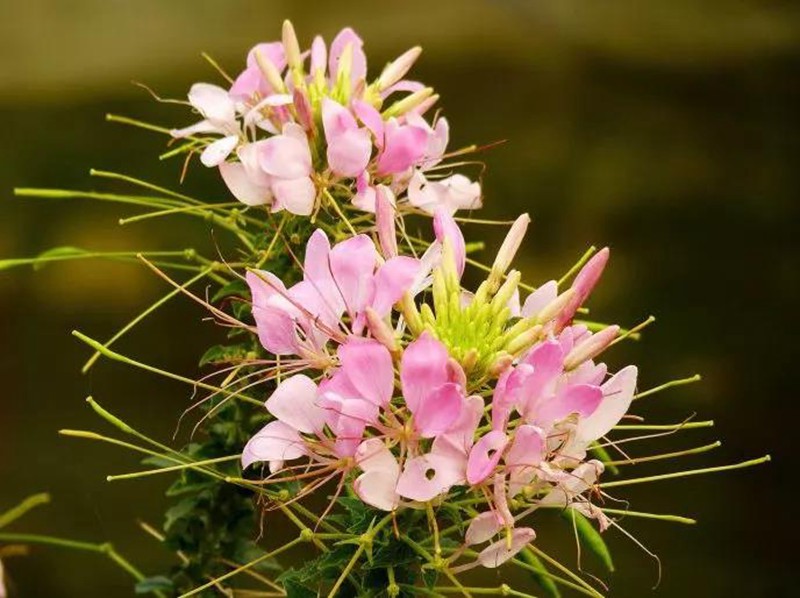 醉蝶花的醫(yī)用價(jià)值和用途