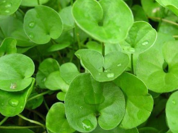 草坪常見品種——你知道的有幾種?