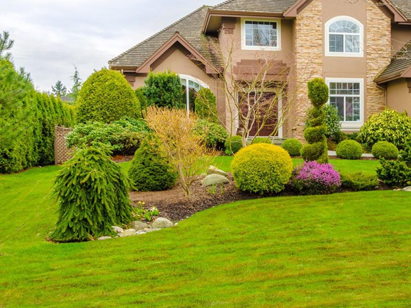 別墅草坪用什么品種好