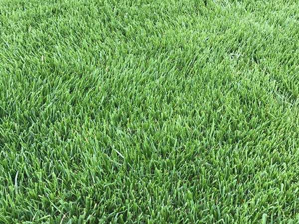 馬尼拉草坪多少錢(qián)一方 馬尼拉草坪多少錢(qián)一方