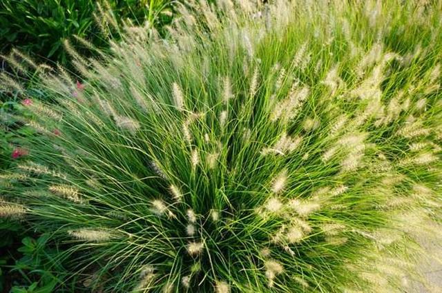 湖南適合種植什么牧草 湖南適合種植什么牧草