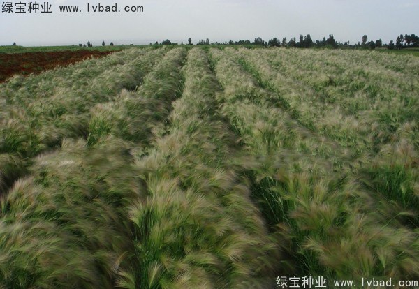 1627225202116675.jpg image.jpg