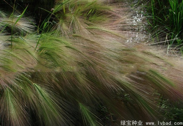 1627225393670957.jpg image.jpg