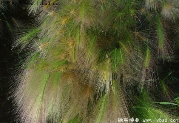 1627225399445348.jpg image.jpg