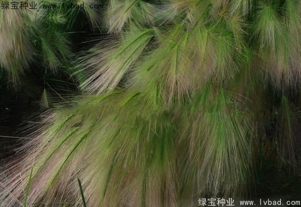 1627225406840091.jpg image.jpg