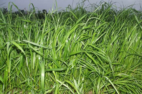 黑麥草一畝地產(chǎn)量多少