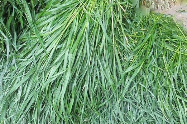 黑麥草一畝地產(chǎn)量多少