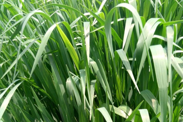 果嶺草和黑麥草的區(qū)別