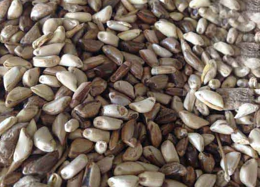 1627275283353276.jpg image.jpg