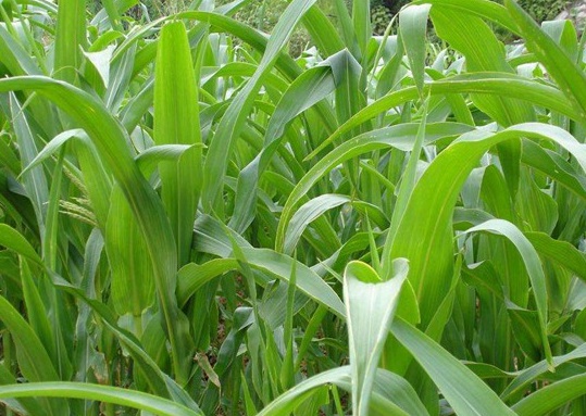 1627275301236777.jpg image.jpg