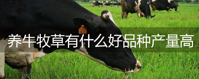 養(yǎng)牛牧草有什么好品種產(chǎn)量高 養(yǎng)牛牧草有什么好品種產(chǎn)量高