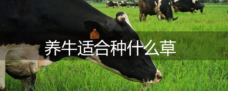 養(yǎng)牛適合種什么草 養(yǎng)牛適合種什么草