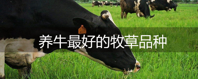 養牛最好的牧草品種