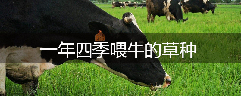 一年四季喂牛的草種 一年四季喂牛的草種
