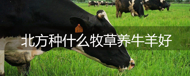 北方種什么牧草養(yǎng)牛羊好