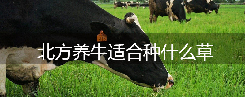 北方養牛適合種什么草