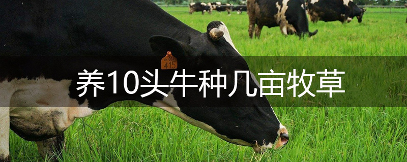 養10頭牛種幾畝牧草