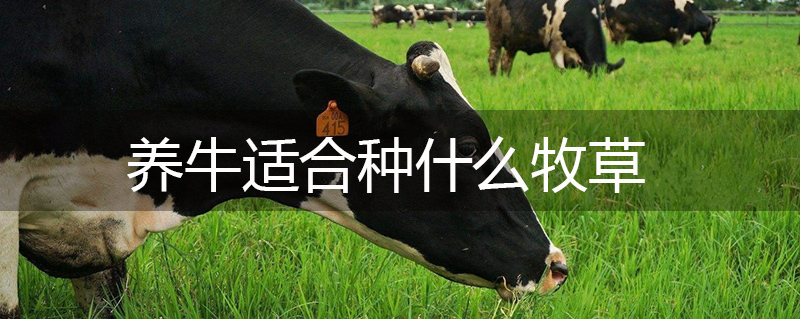 養牛適合種什么牧草