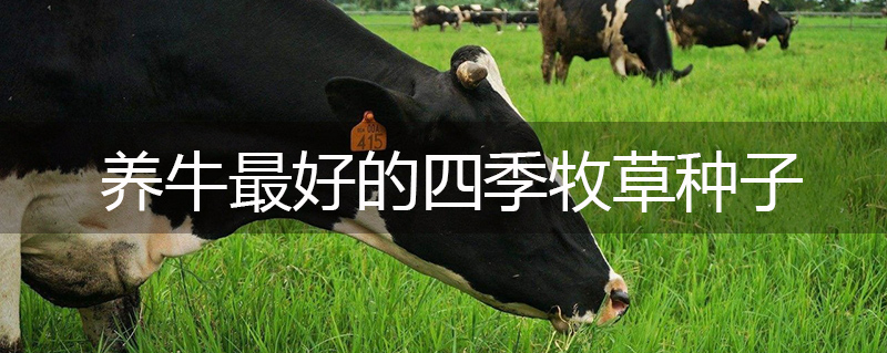 養牛最好的四季牧草種子
