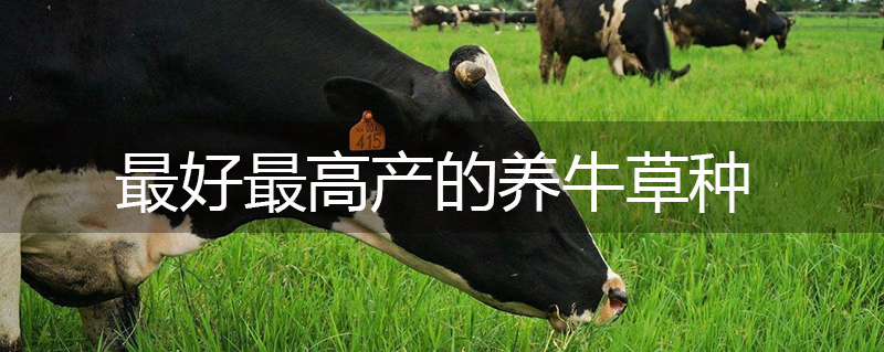 最好最高產的養牛草種
