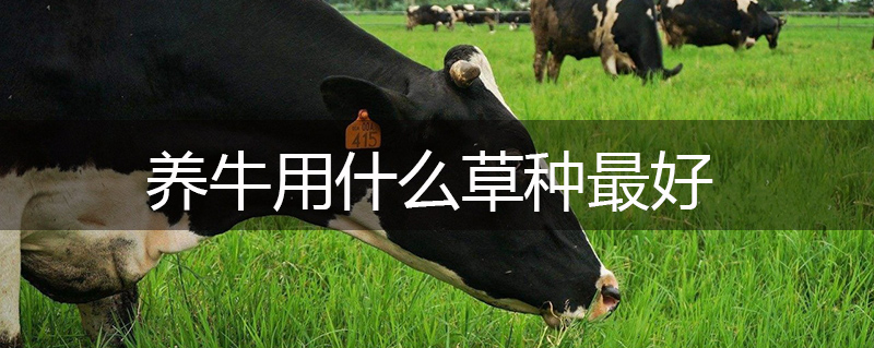 養牛用什么草種最好