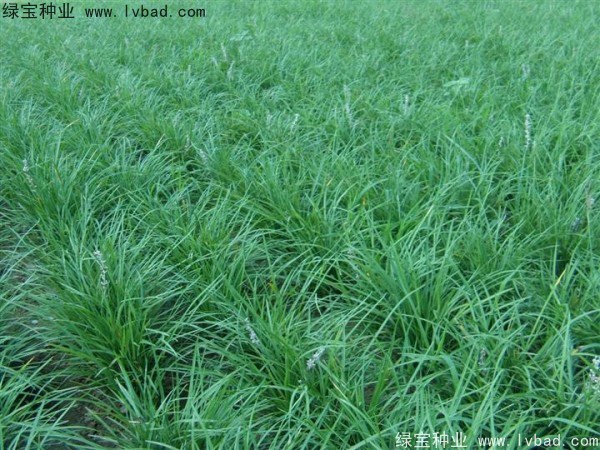 1627367058407695.jpg image.jpg