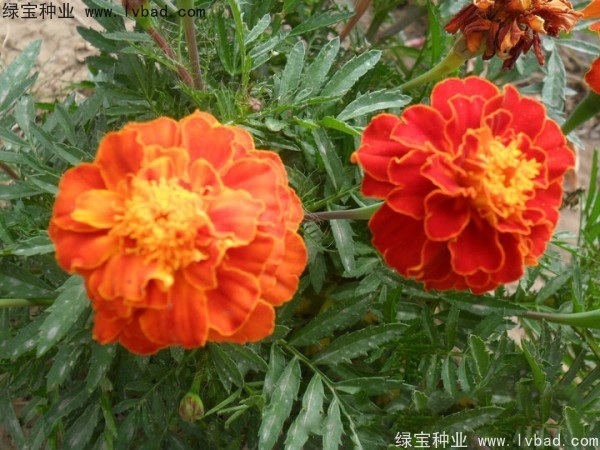 1627368194966489.jpg image.jpg