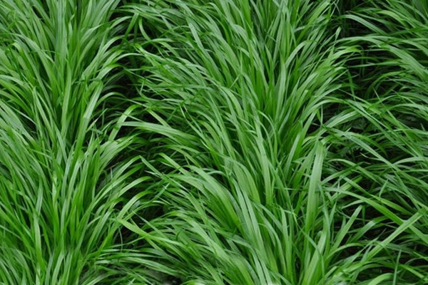 1627369022632951.jpg image.jpg