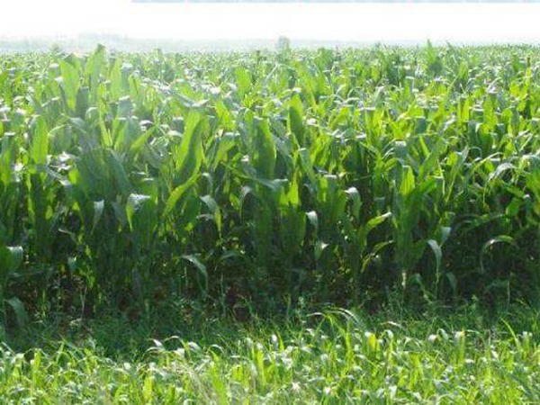 1627371082419331.jpg image.jpg